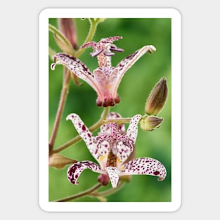 Tricyrtis formosana &#39;Dark Beauty&#39; Toad lily Sticker